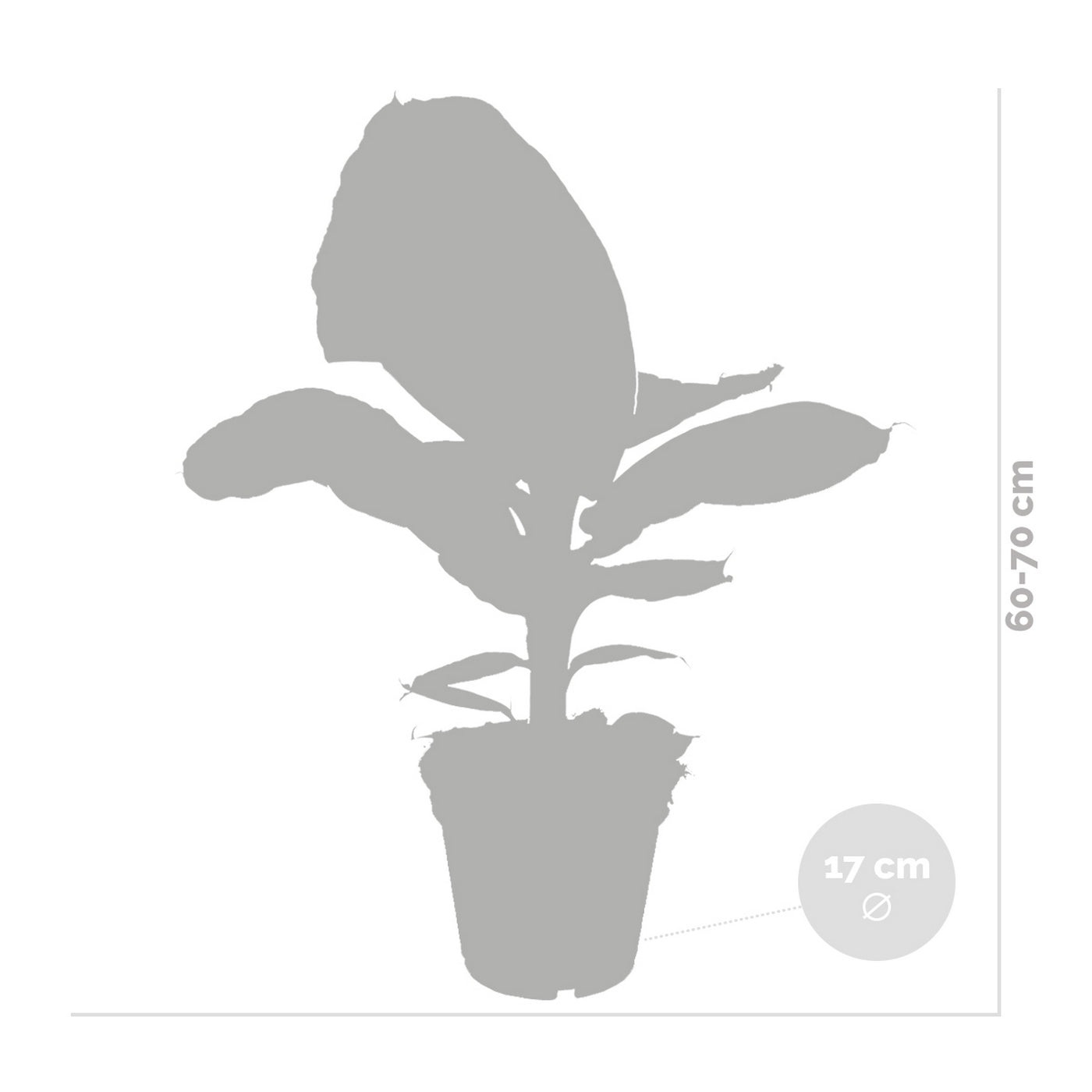 Platanera Musa Tropicana – Planta de interior