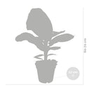 Bananier Musa Tropicana – Plante d'Intérieur