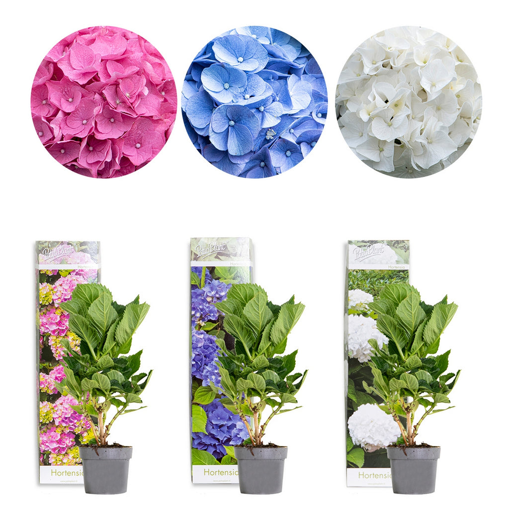 Mélange De 3 Hortensias Blanc, Rose Et Bleu – Plante D'Extérieur