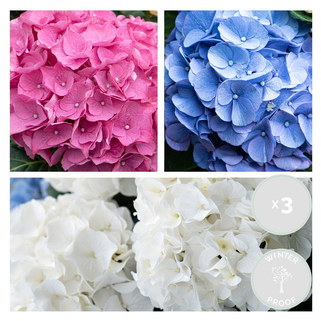 Mélange De 3 Hortensias Blanc, Rose Et Bleu – Plante D'Extérieur