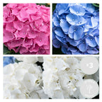 Mélange De 3 Hortensias Blanc, Rose Et Bleu – Plante D'Extérieur