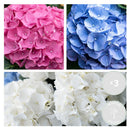 Lot de 3 Hortensias Blanc, Rose et Bleu – Plante d'Extérieur