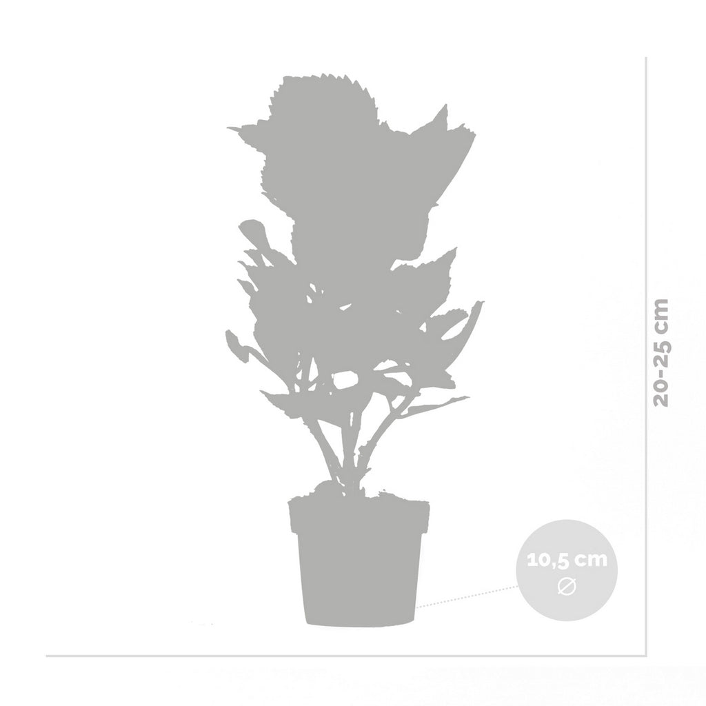 Mélange De 3 Hortensias Blanc, Rose Et Bleu – Plante D'Extérieur