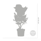 Mélange De 3 Hortensias Blanc, Rose Et Bleu – Plante D'Extérieur
