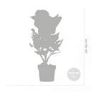 Lot de 3 Hortensias Blanc, Rose et Bleu – Plante d'Extérieur