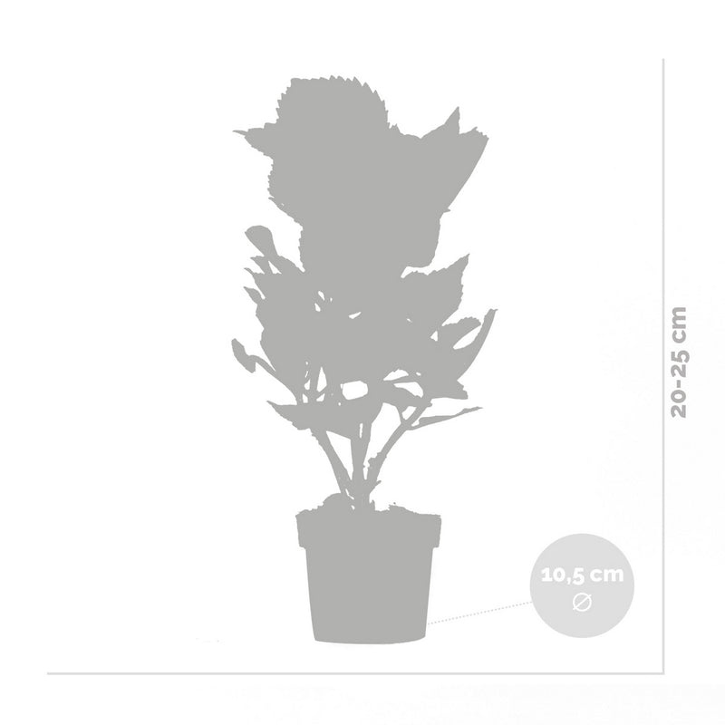 Lot de 3 Hortensias Blanc, Rose et Bleu – Plante d'Extérieur