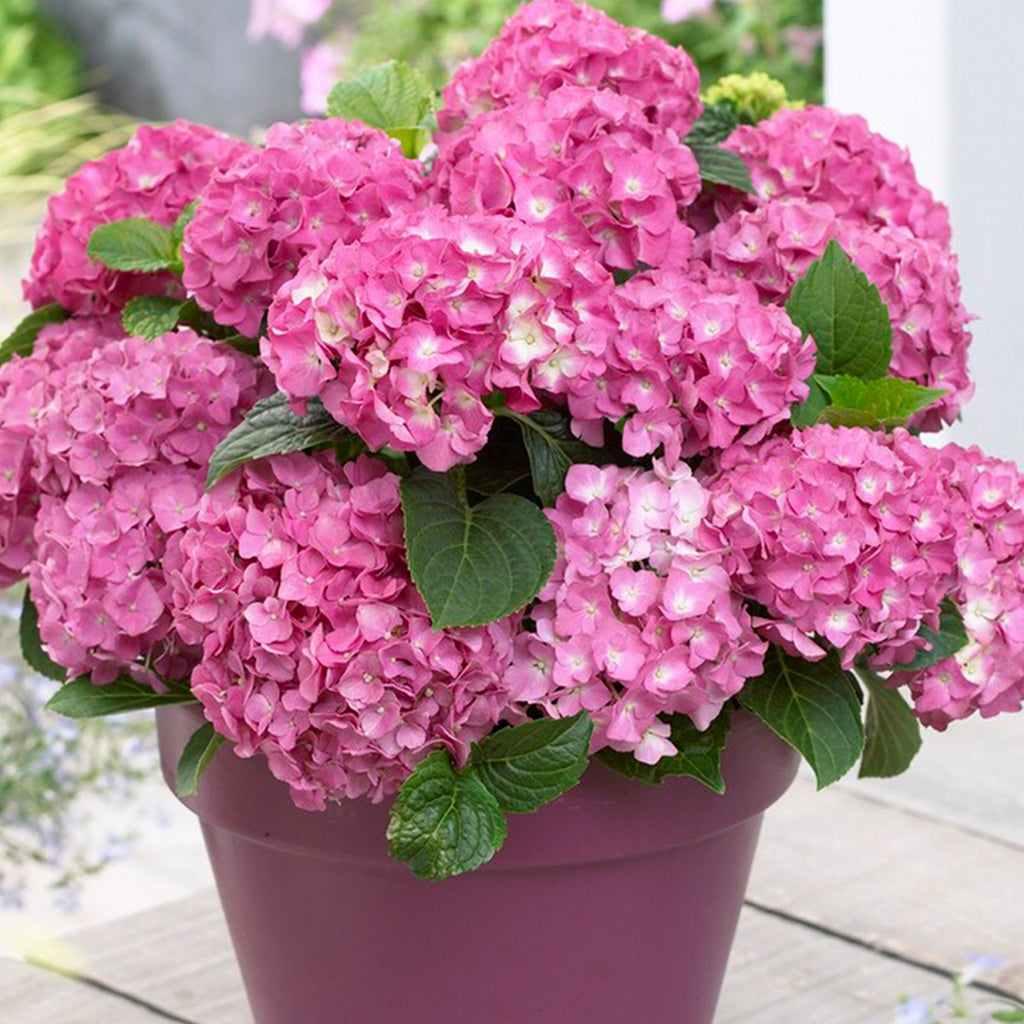 Mélange De 3 Hortensias Blanc, Rose Et Bleu – Plante D'Extérieur