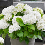 Mélange De 3 Hortensias Blanc, Rose Et Bleu – Plante D'Extérieur