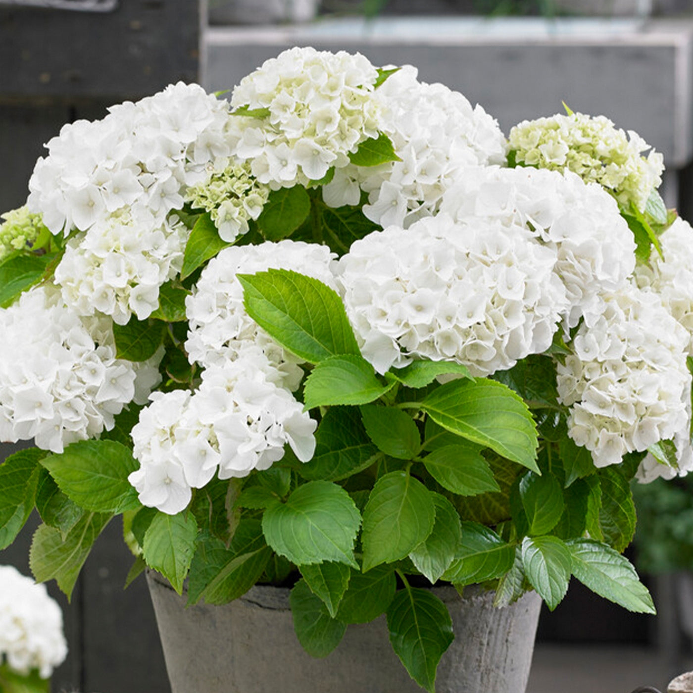 Mélange De 3 Hortensias Blanc, Rose Et Bleu – Plante D'Extérieur