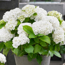 Lot de 3 Hortensias Blanc, Rose et Bleu – Plante d'Extérieur