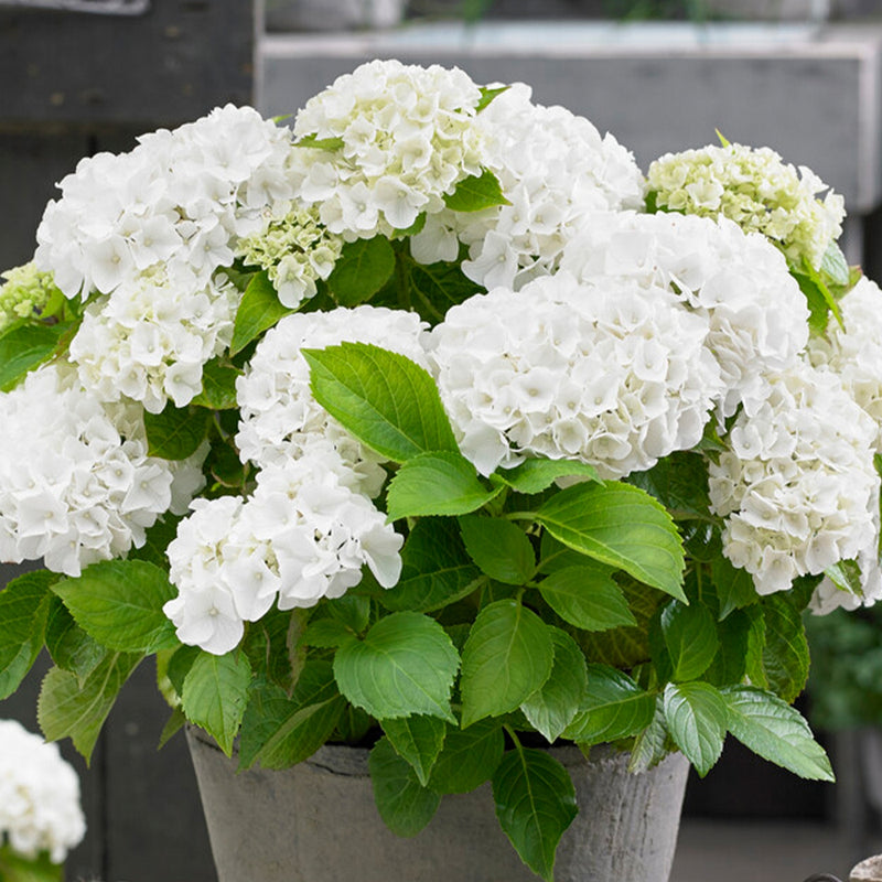 Lot de 3 Hortensias Blanc, Rose et Bleu – Plante d'Extérieur
