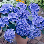 Mélange De 3 Hortensias Blanc, Rose Et Bleu – Plante D'Extérieur