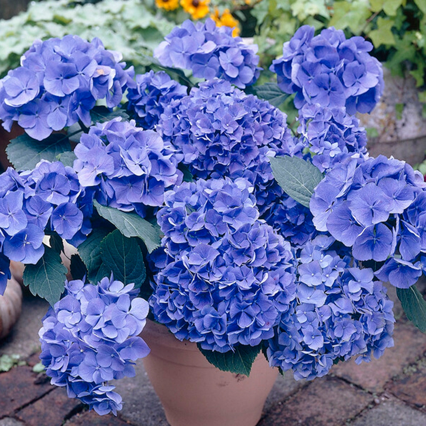 Mélange De 3 Hortensias Blanc, Rose Et Bleu – Plante D'Extérieur