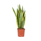 Sansevieria Laurentii – Houseplant
