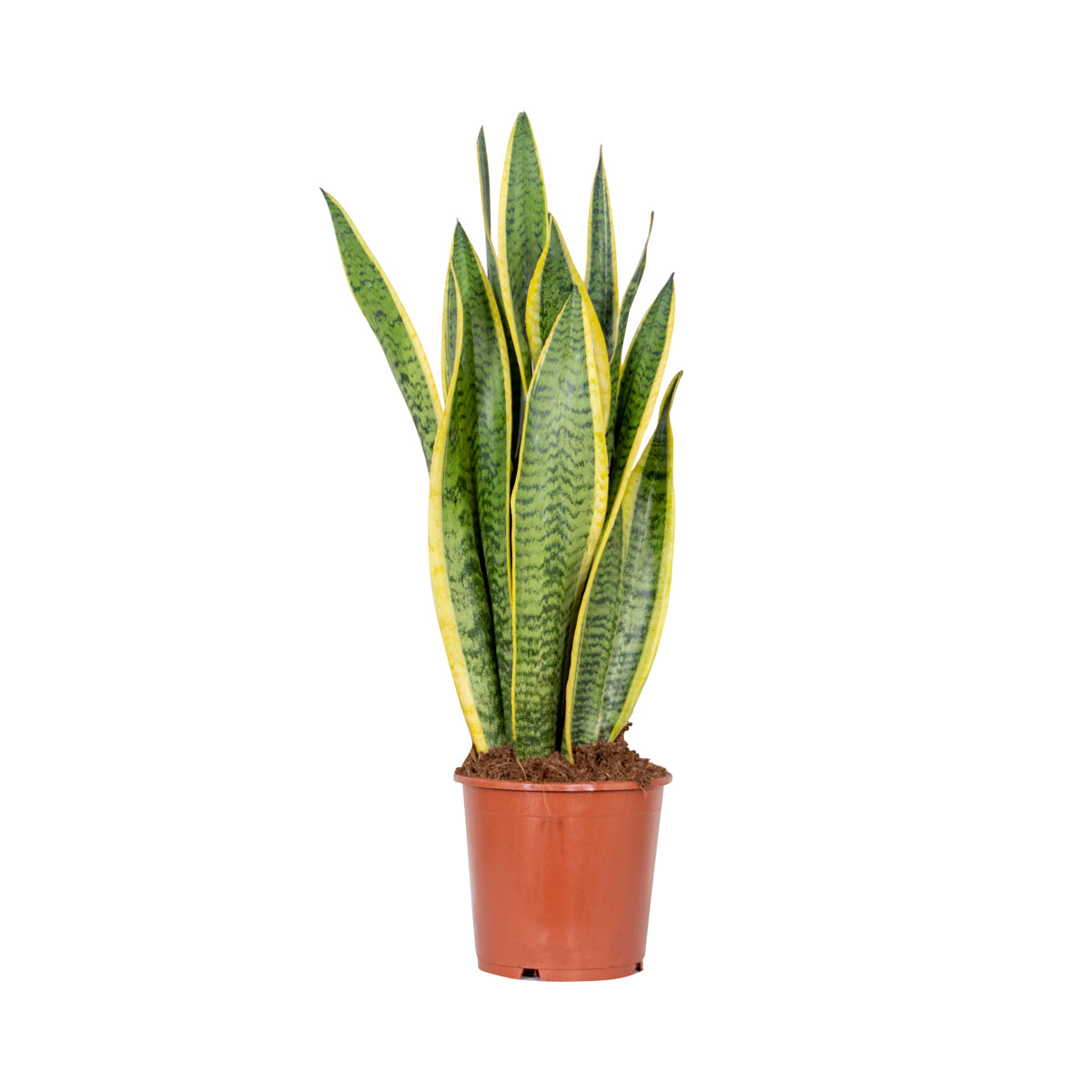 Sansevieria Laurentii – Houseplant