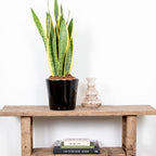 Sansevieria Laurentii – Houseplant