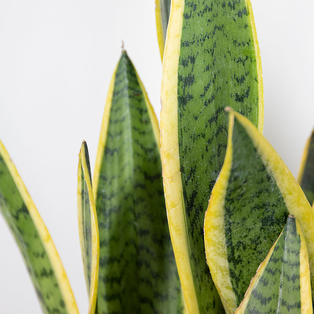 Sansevieria Laurentii – Houseplant