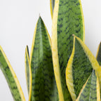 Sansevieria Laurentii – Houseplant