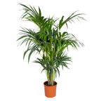 Palmera Kentia XL – Planta de interior