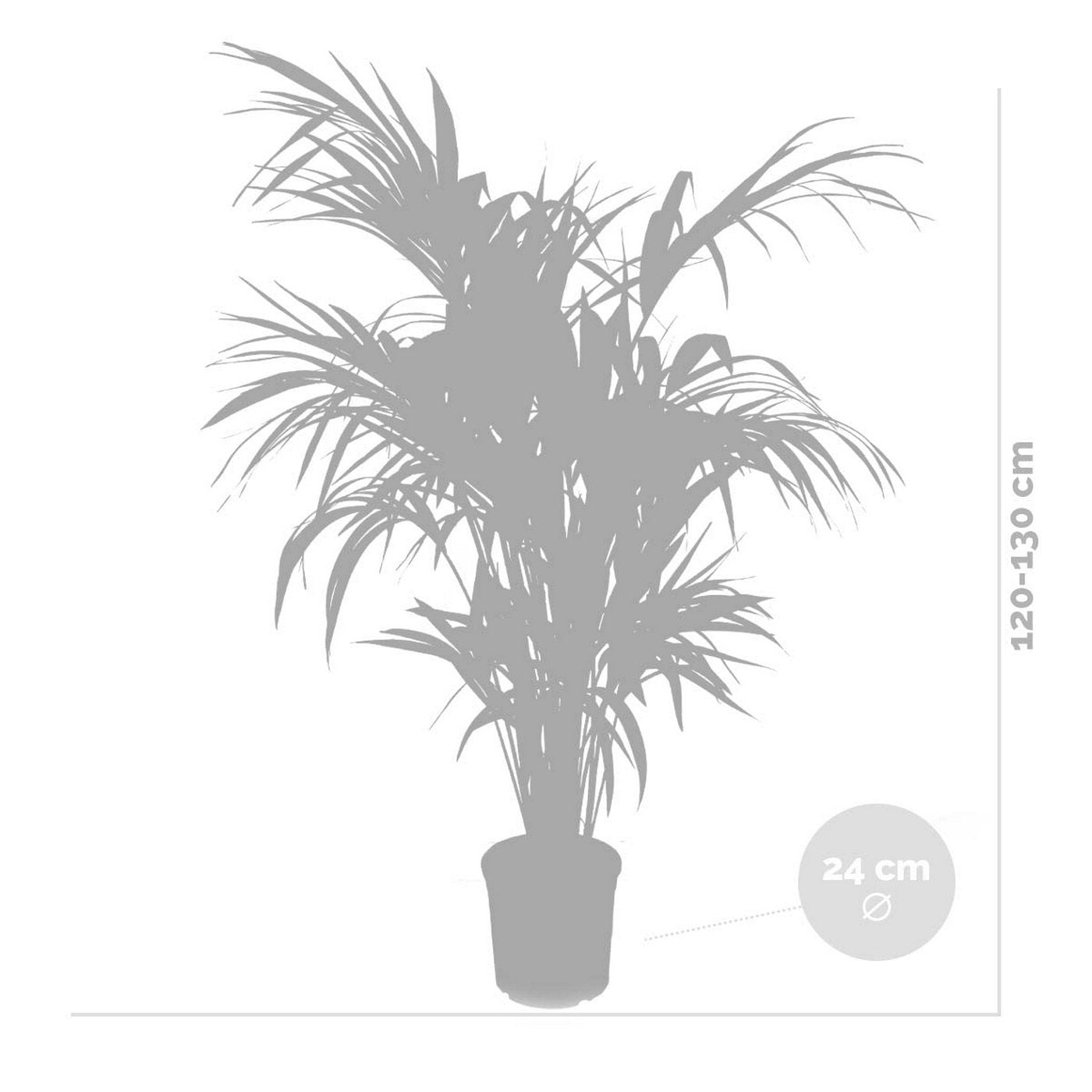 Palmera Kentia XL – Planta de interior