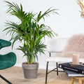 Palmera Kentia XL – Planta de interior