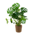 Monstera Deliciosa – Indoor Plant