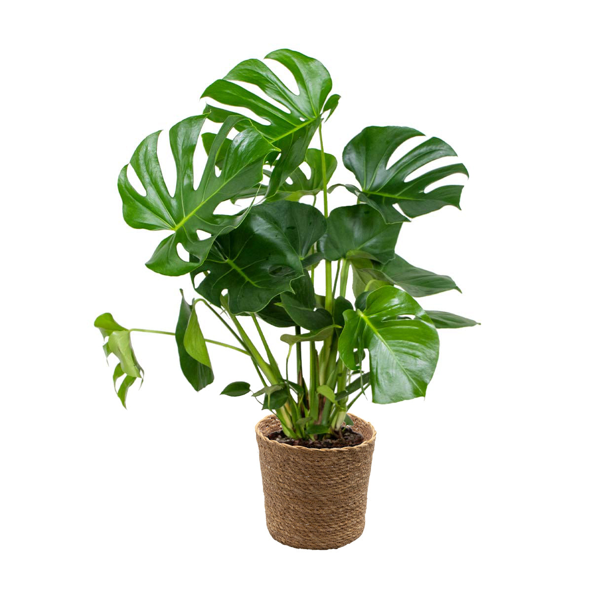 Monstera Deliciosa – Indoor Plant