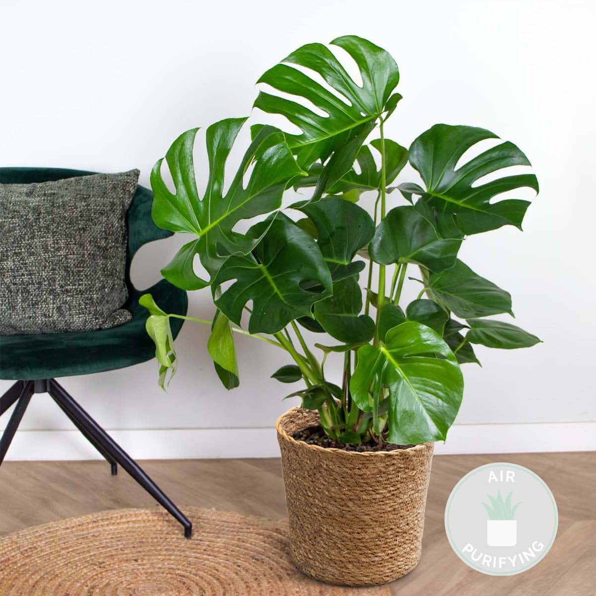 Monstera Deliciosa – Indoor Plant