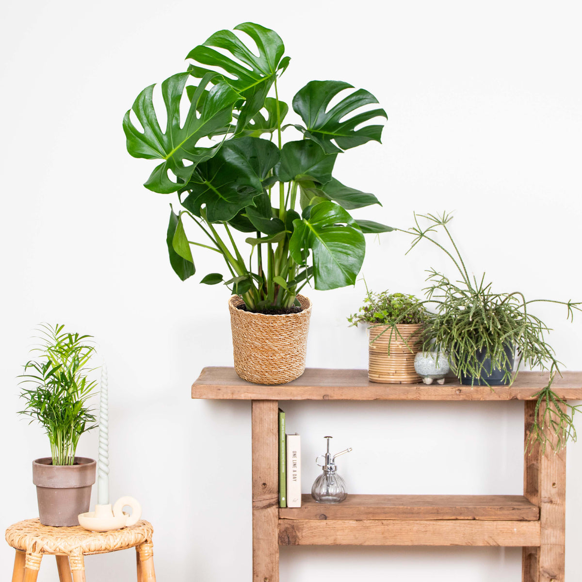 Monstera Deliciosa – Indoor Plant