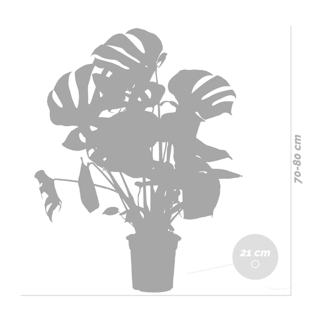 Monstera Deliciosa – Indoor Plant
