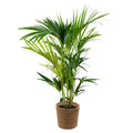 Kentia Palm – Indoor Plant