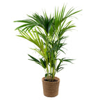 Kentia Palm – Indoor Plant