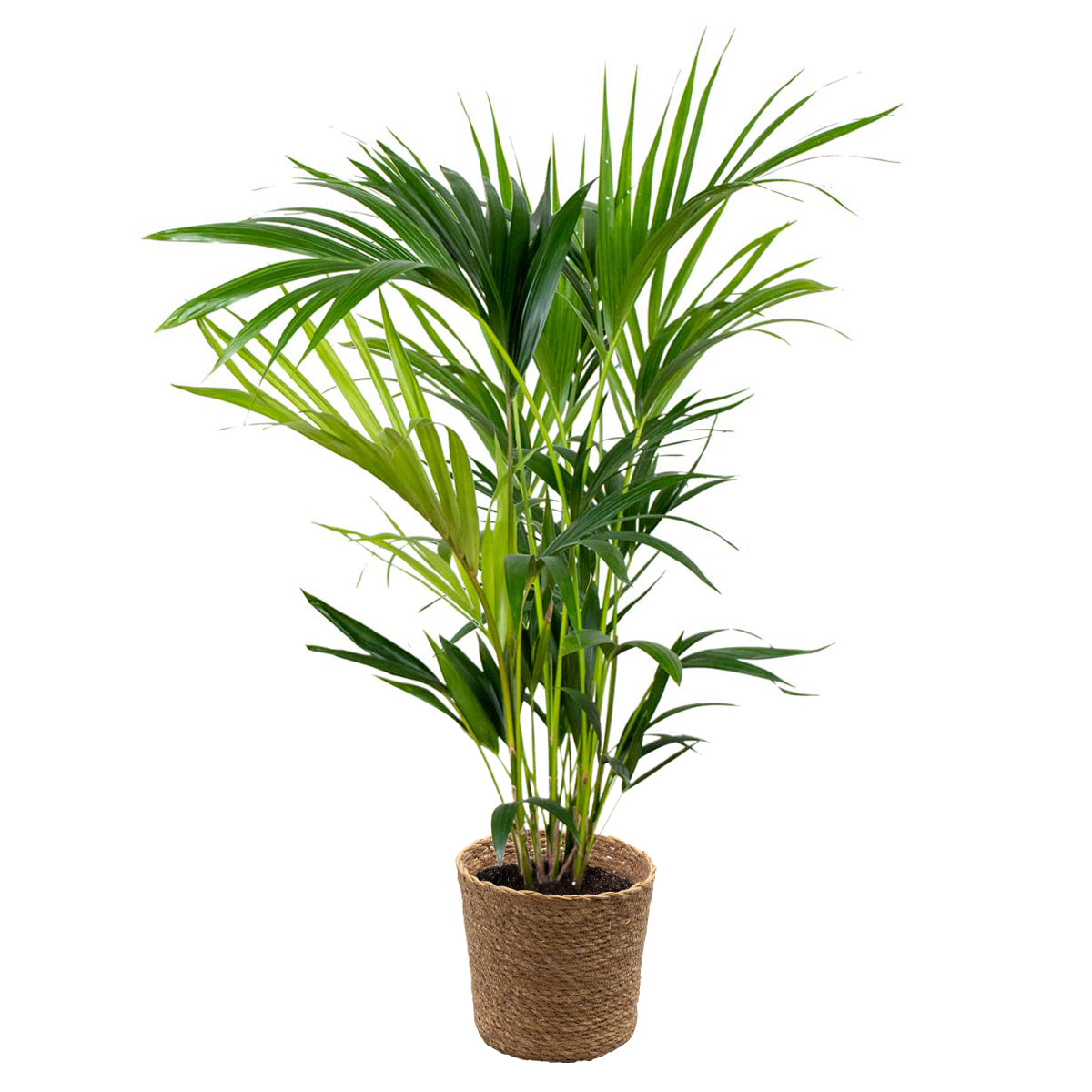 Kentia Palm – Indoor Plant