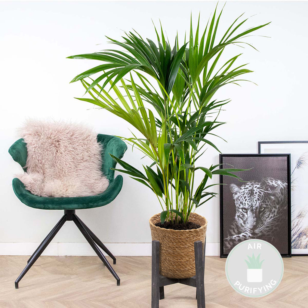 Kentia Palm – Indoor Plant