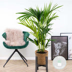 Kentia Palm – Indoor Plant
