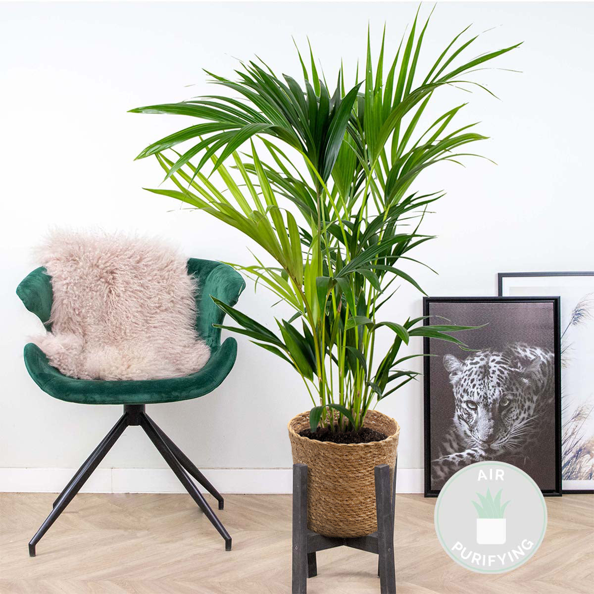 Kentia Palm – Indoor Plant