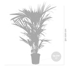 Kentia Palm – Indoor Plant