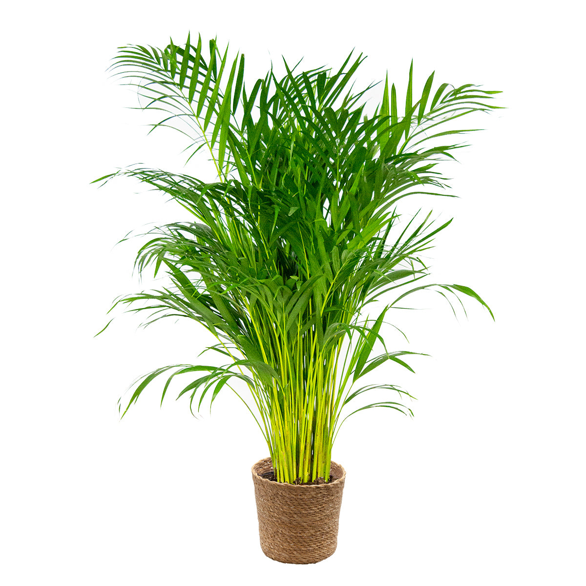 Palmera areca – Planta de interior