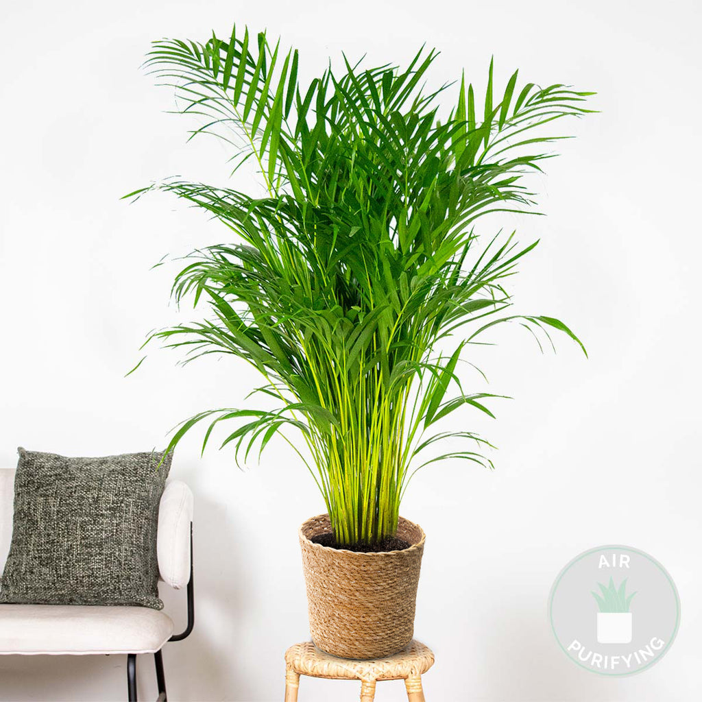 Palmera areca – Planta de interior