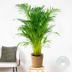 Palmera areca – Planta de interior