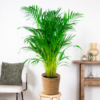 Palmera areca – Planta de interior