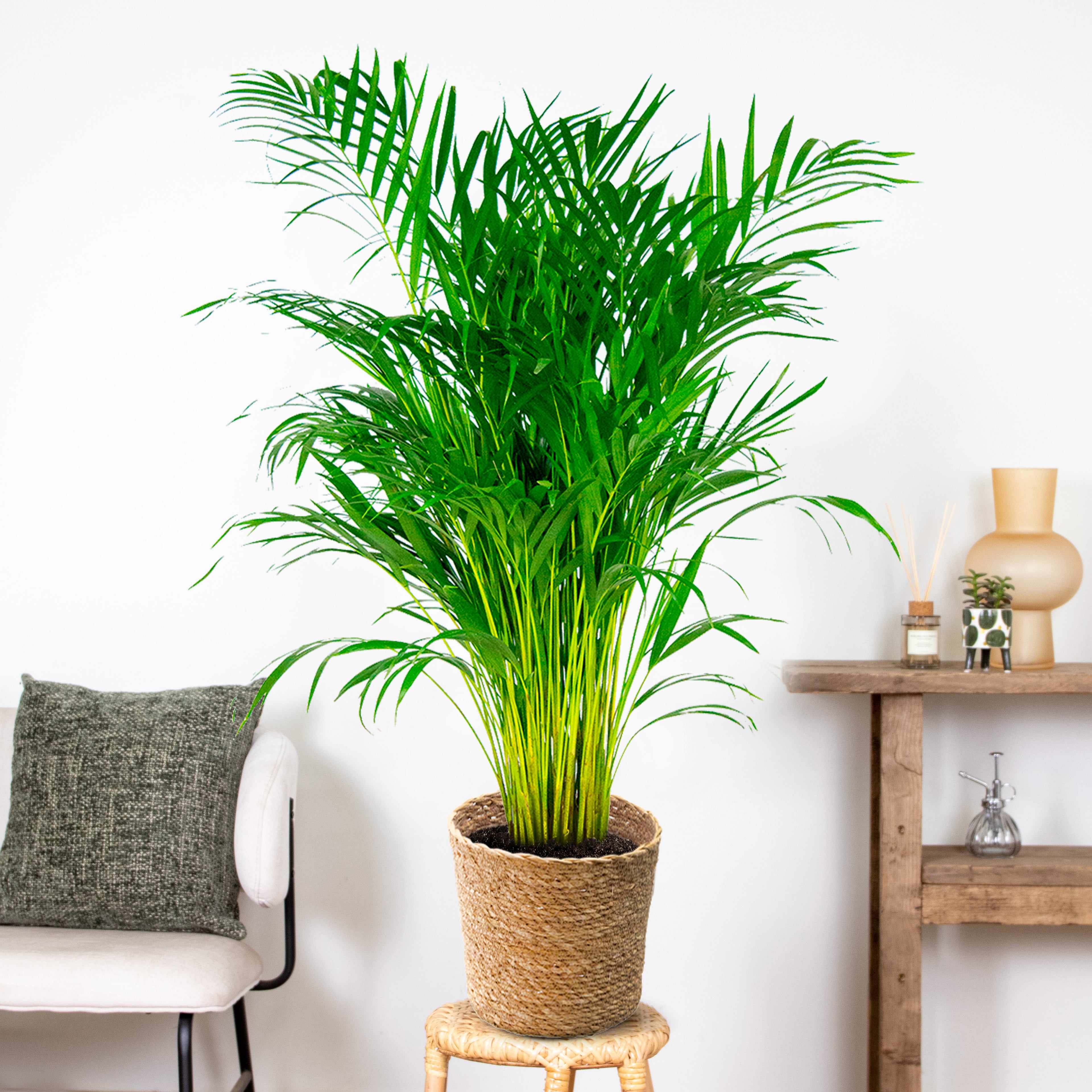 Palmera areca – Planta de interior