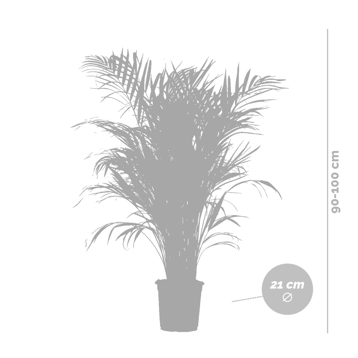 Palmera areca – Planta de interior