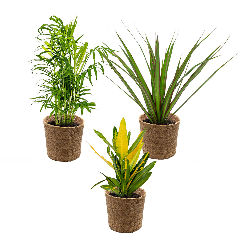Mezcla de 3 plantas tropicales – Planta de interior