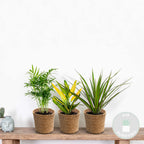 Mezcla de 3 plantas tropicales – Planta de interior
