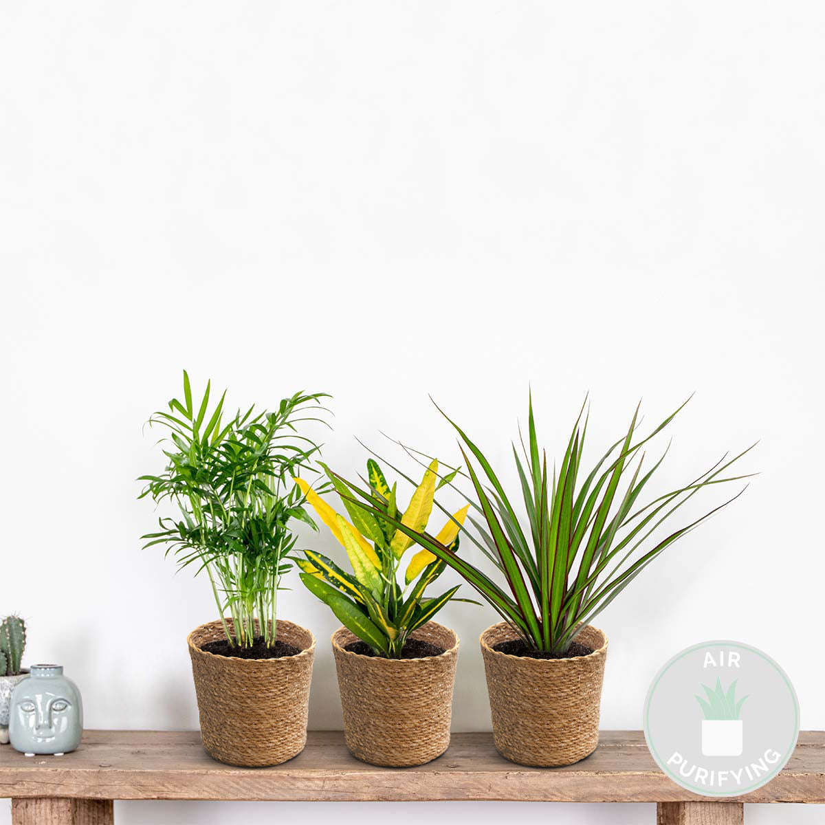 Mezcla de 3 plantas tropicales – Planta de interior