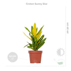 Mezcla de 3 plantas tropicales – Planta de interior