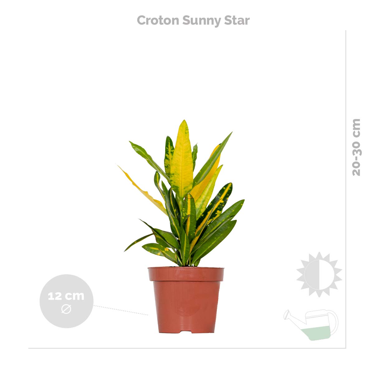Mezcla de 3 plantas tropicales – Planta de interior