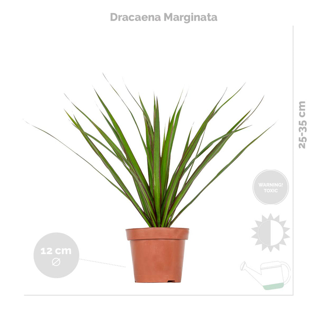 Mezcla de 3 plantas tropicales – Planta de interior