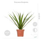 Mezcla de 3 plantas tropicales – Planta de interior